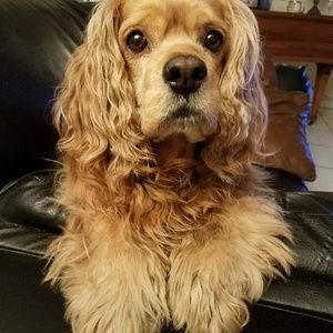 Meet your Posher, Diane